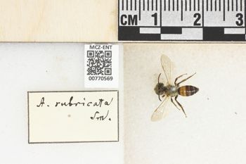 Media type: image;   Entomology 770569 Aspect: Labels